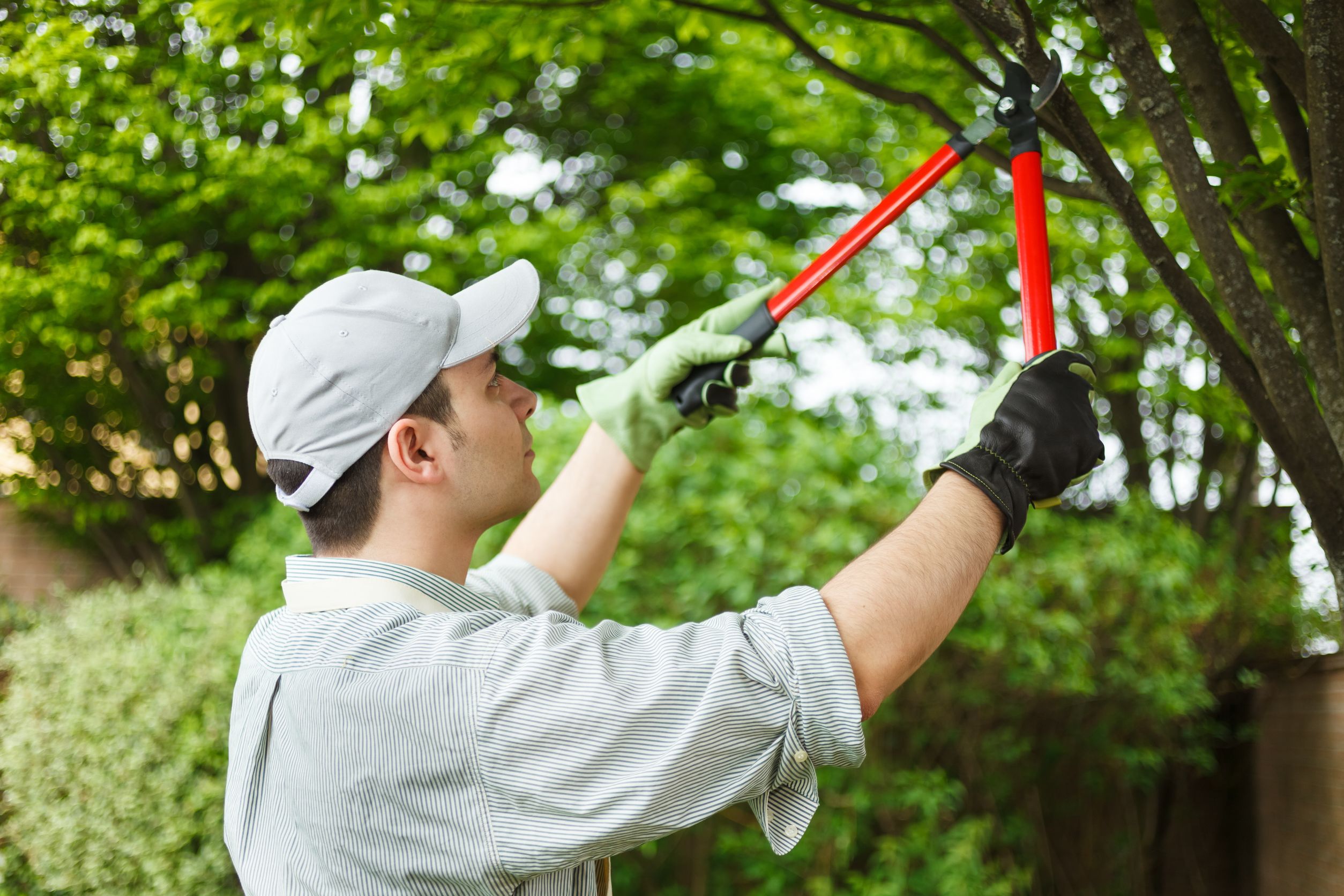 Tree Service – What Will You Expect From It?
