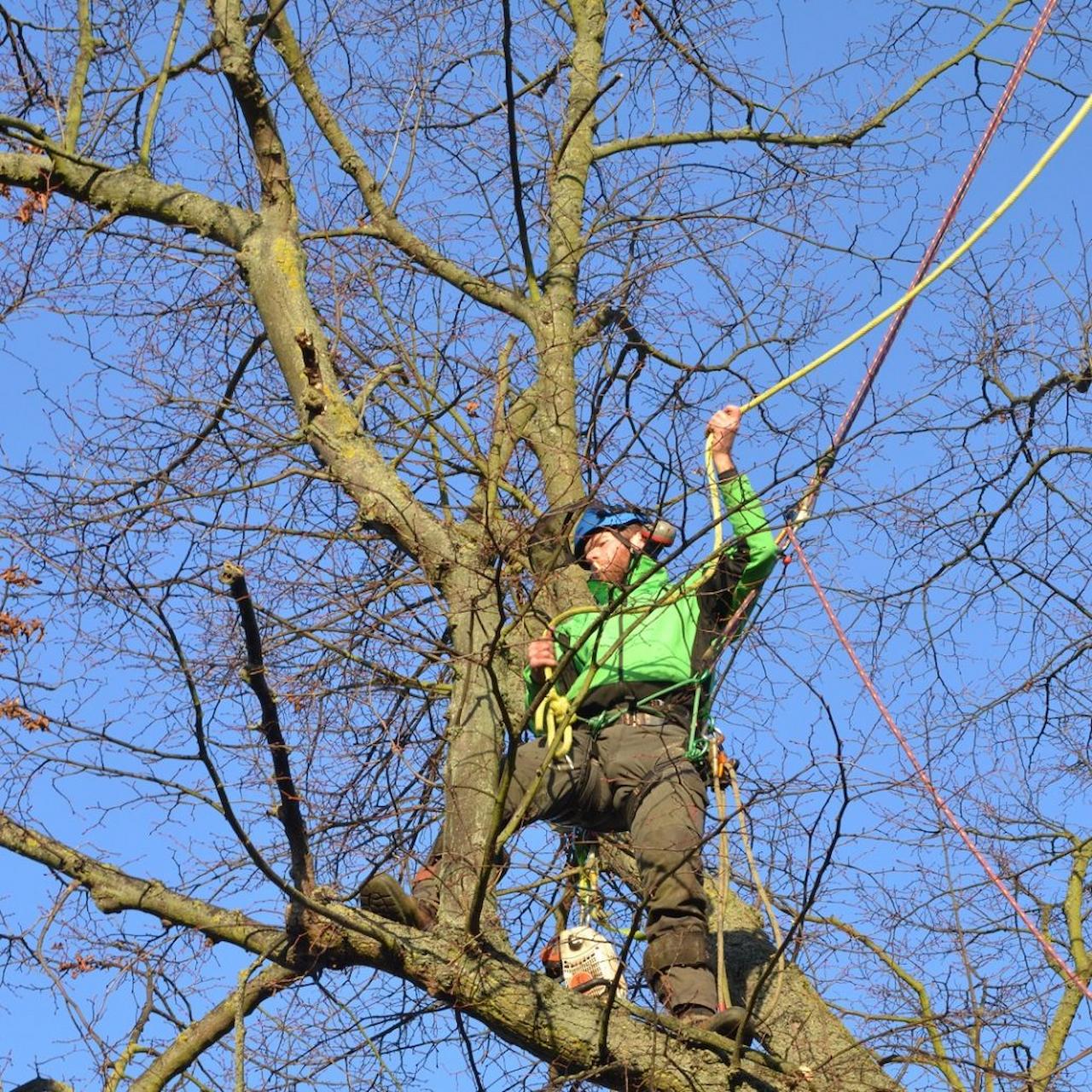 What Would You Consider When Opting For Tree Surgery Services?