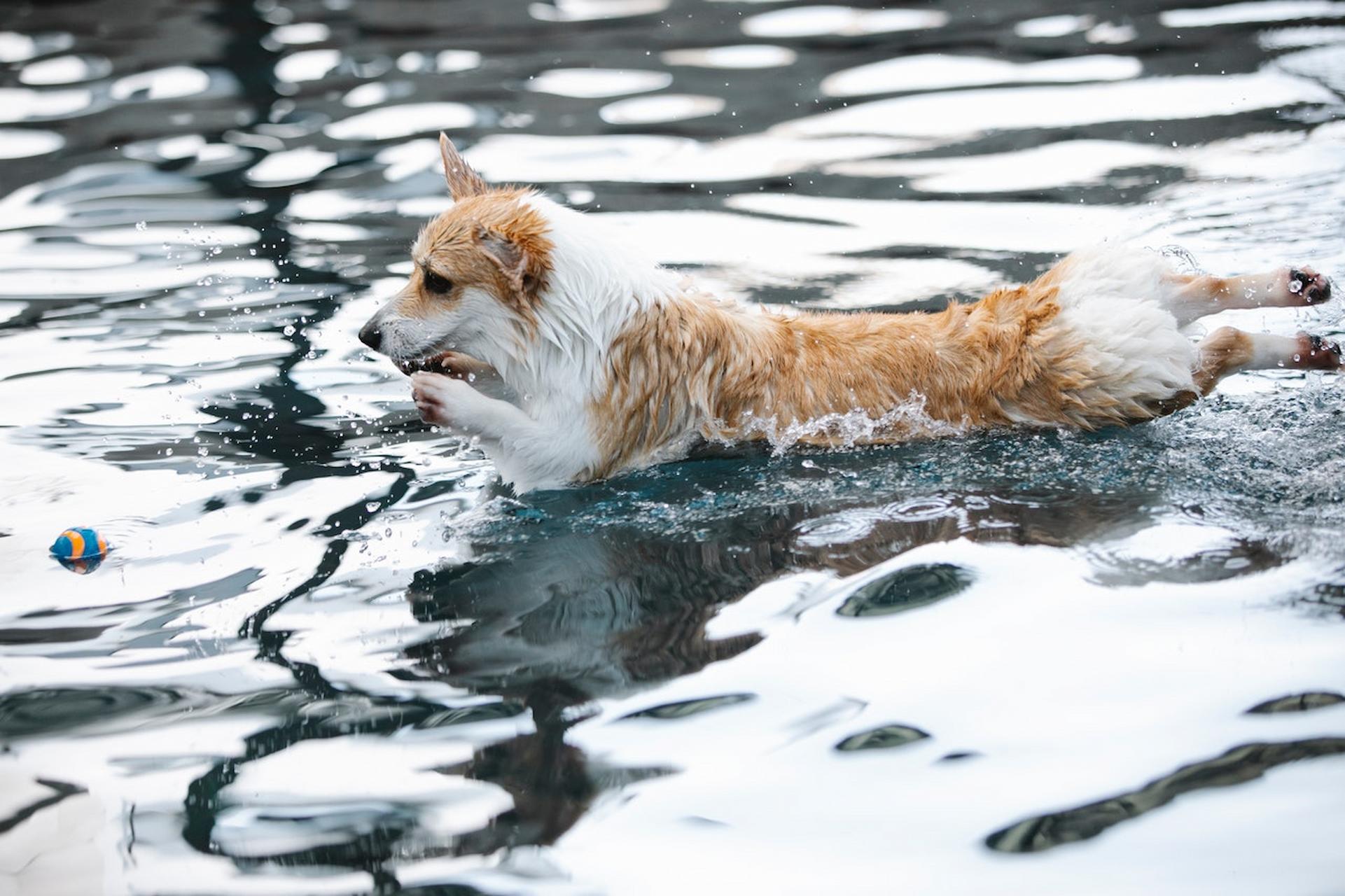 Have A dog Hydrotherapy Pool For Your Canine Friend’s Relaxation