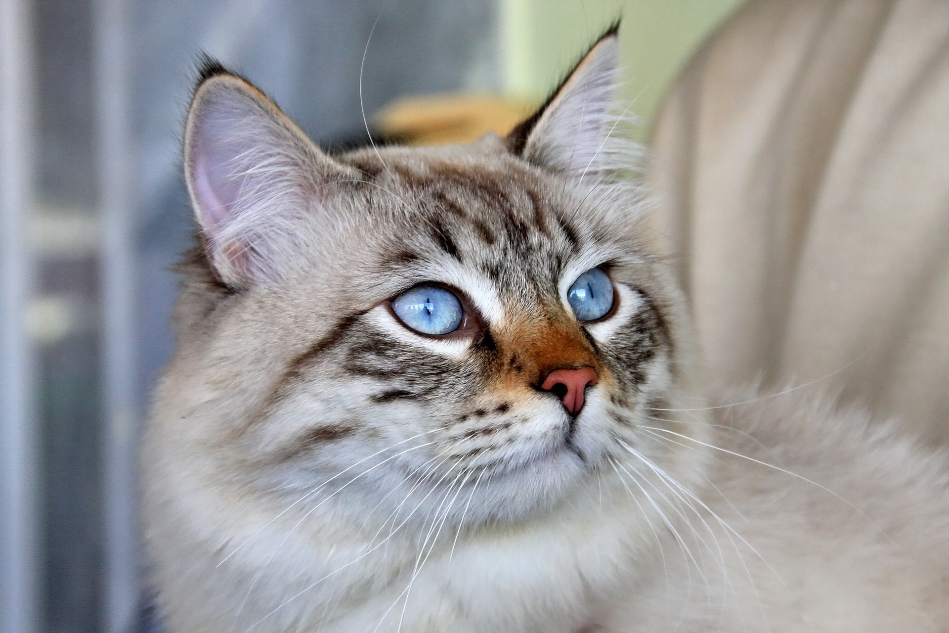 Facts And Myths About Siberian Cats