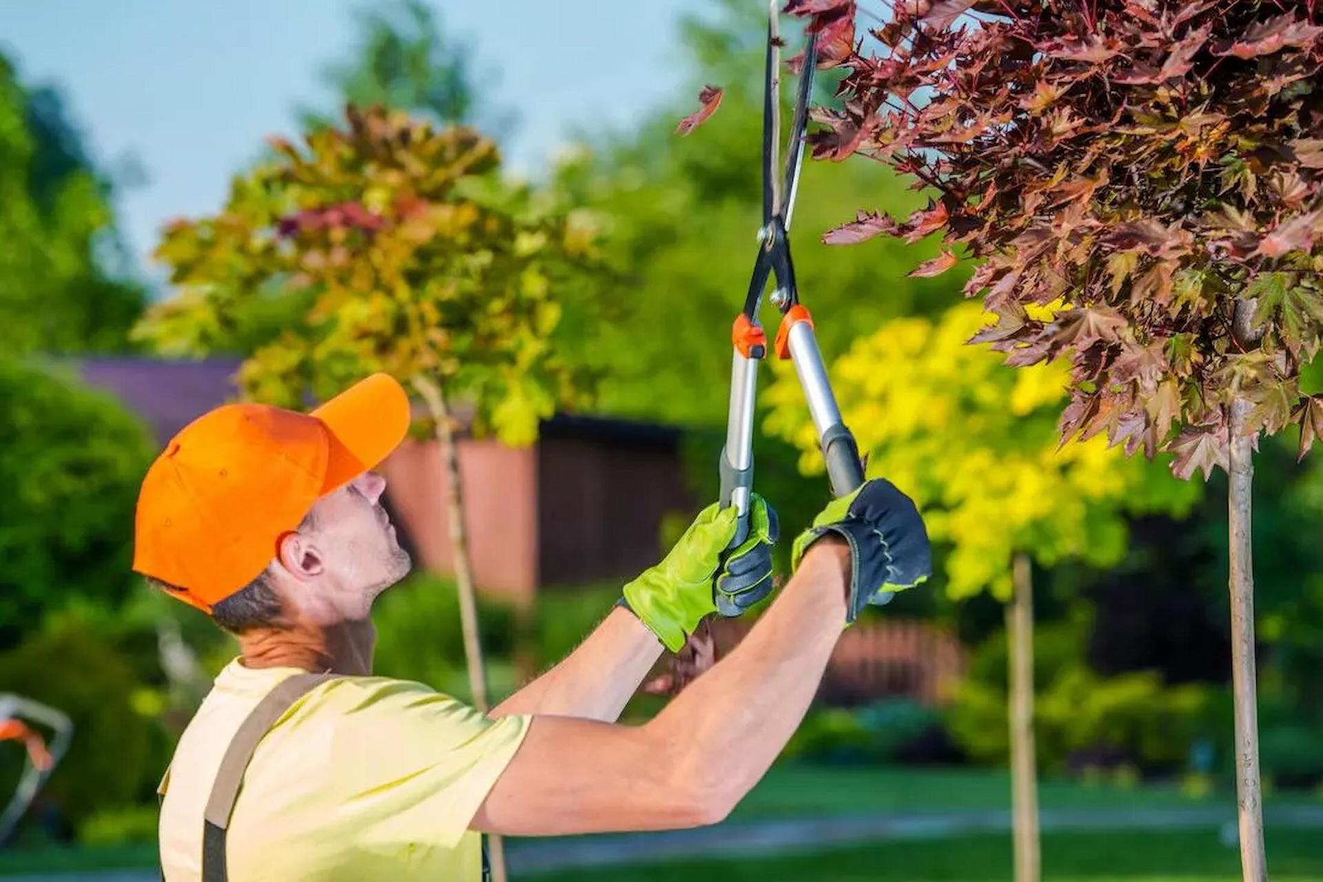 What Should You Look For In Tree Care Service Providers?