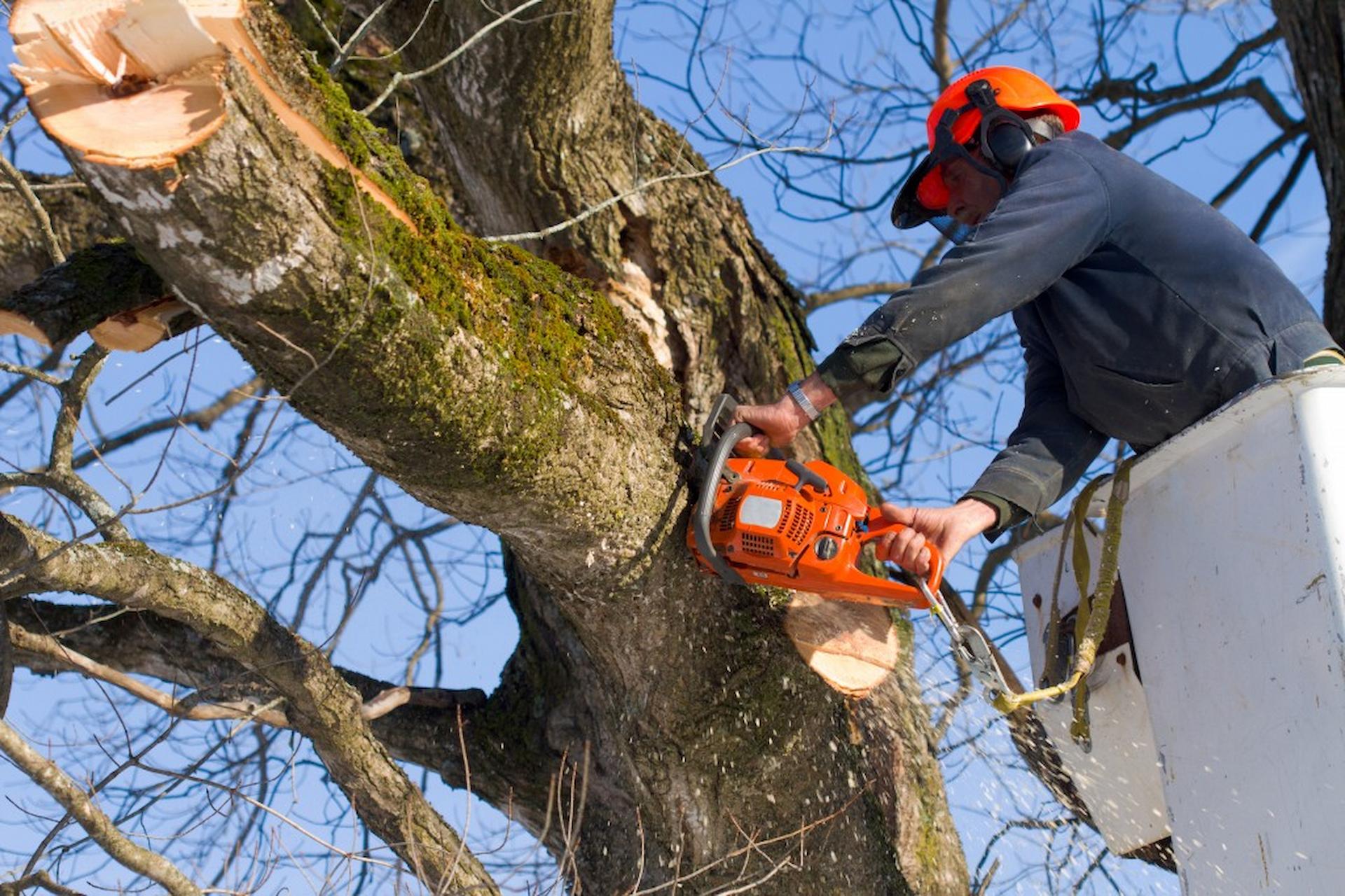 The Importance of Hiring Tree Surgeons Brentwood for Your Trees