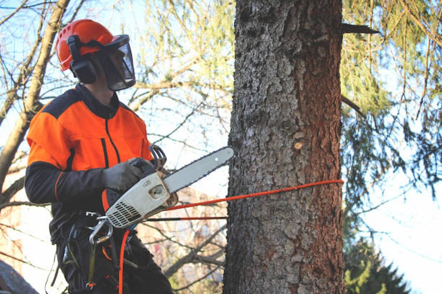 5 Benefits Of Tree Surgery Services For Your Garden 5-benefits-of-tree-surgery-services-for-your-garden